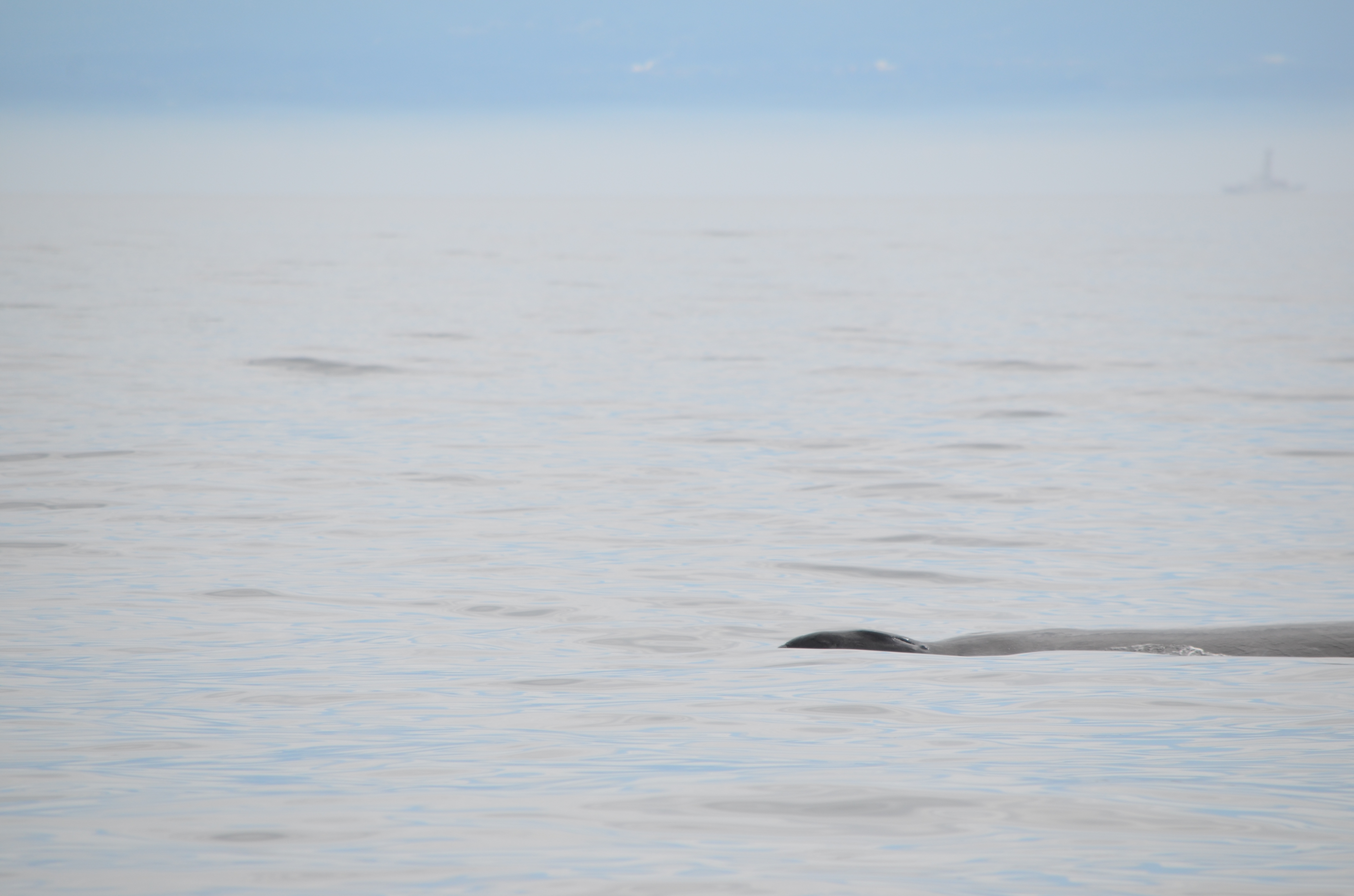 photos/wildlife/Mammal_Species/Humpback Whale/DSC_0127.JPG
